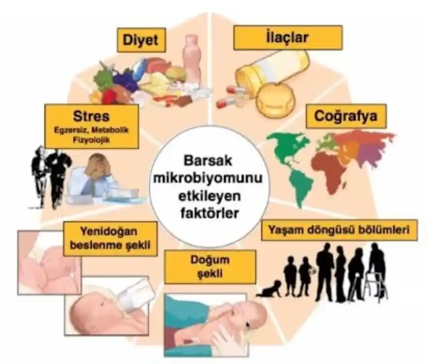 Asidofil İçeren Probiyotikler ve Cilt Sağlığı: Doğal Güzelliğin Anahtarı