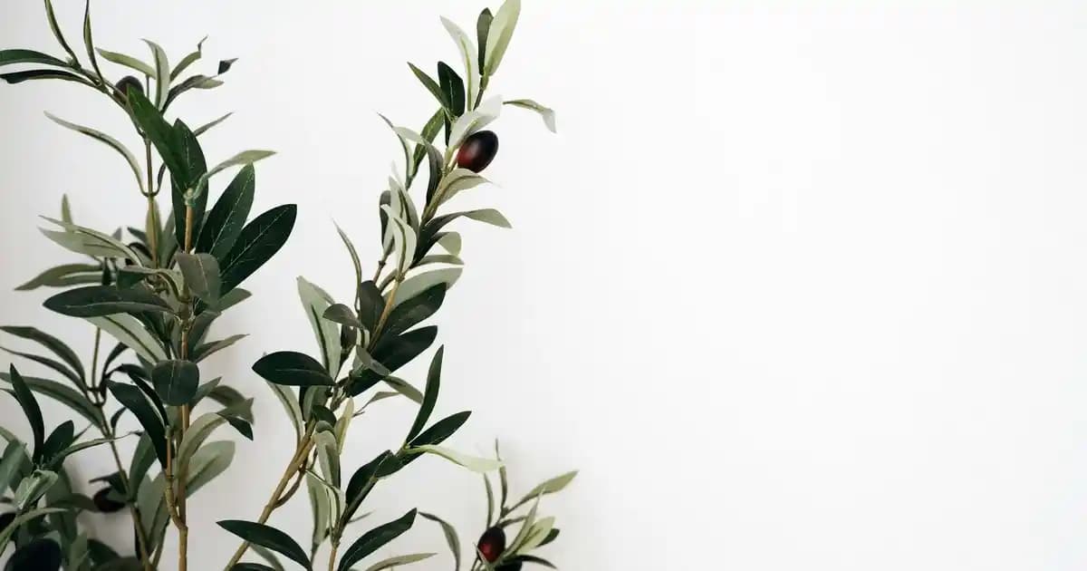 Avon Parfüm Muadilleri: Ekonomik ve Çeşitli Alternatiflerle Kaliteli Koku Seçenekleri