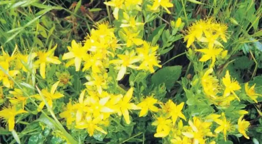 Bebek Yağı ve Sivilce İlişkisi: Doğal Bir Çözüm Mü Yorumları ve Bilimsel Değerlendirme