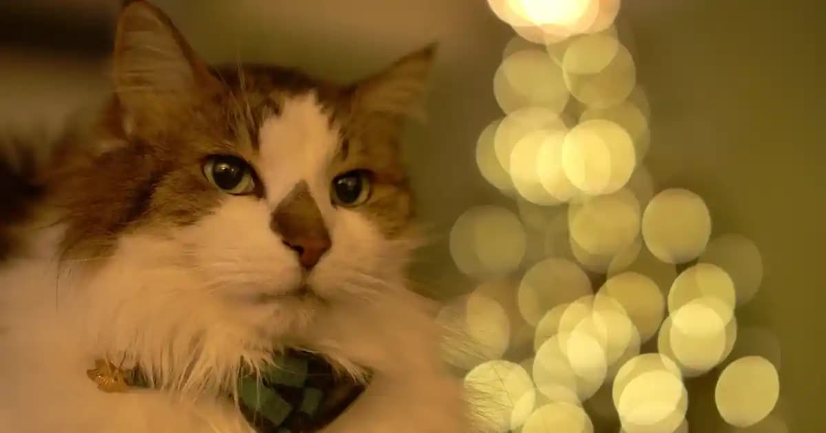 Cilt Aknesi Nedenleri, Türleri ve Etkili Çözüm Yolları Hakkında Kapsamlı Bilgi