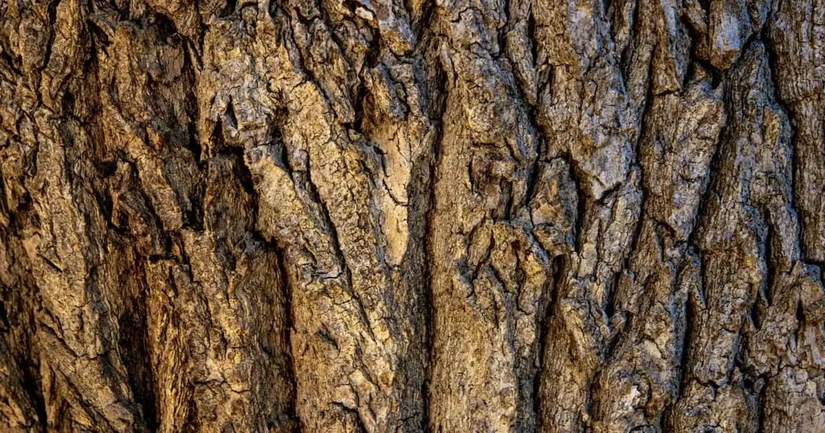 Diadermine Kırışıklık Karşıtı Gündüz Kremi: Cilt Sağlığı ve Gençlik İçin En İyi Seçenekler