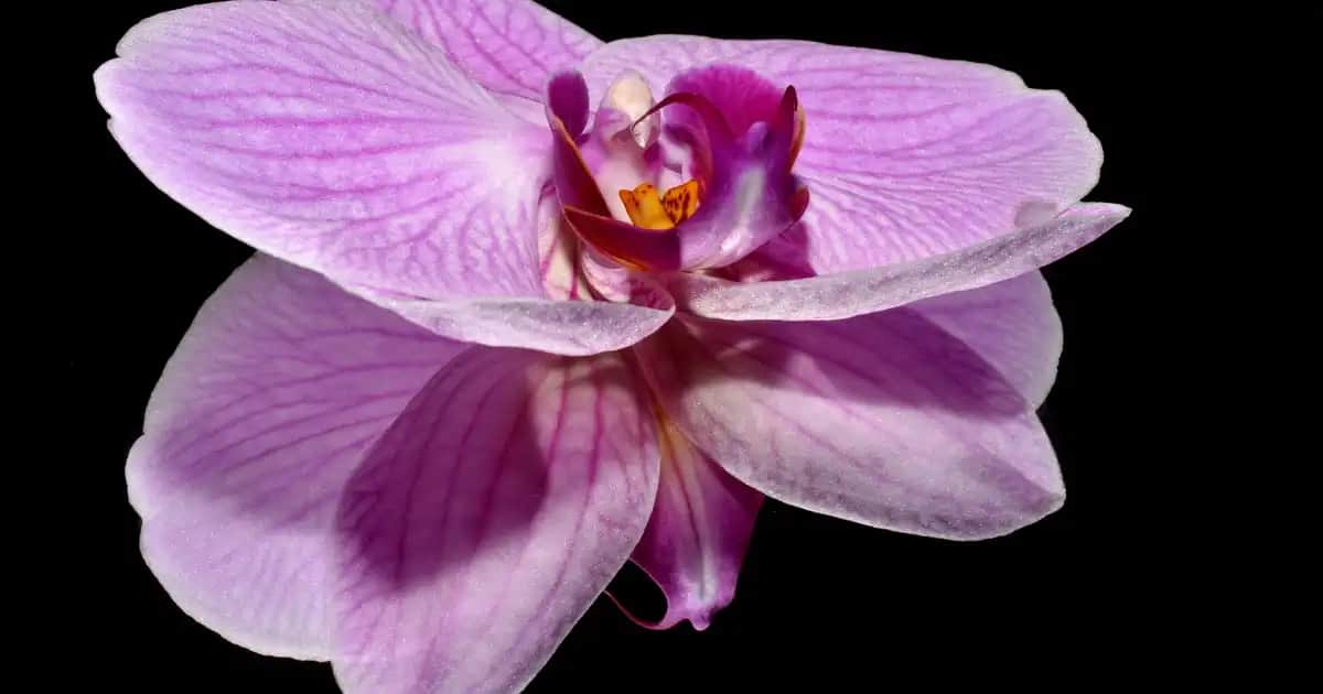 Düşük Dudakların Estetik Yaklaşımlarla Düzeltilmesi ve Güncel Yöntemler