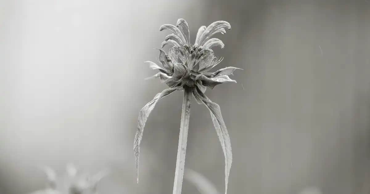 Düz Kirpikler İçin Maskara Seçimi ve Uygulama Rehberi: Doğal ve Çekici Bakışlar için İpuçları