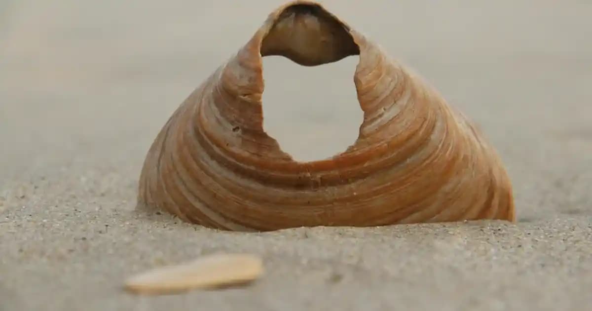 Genital Bölge Bakımında Güncel Trendler ve Güvenilir Ürünler Hakkında Kapsamlı Rehber