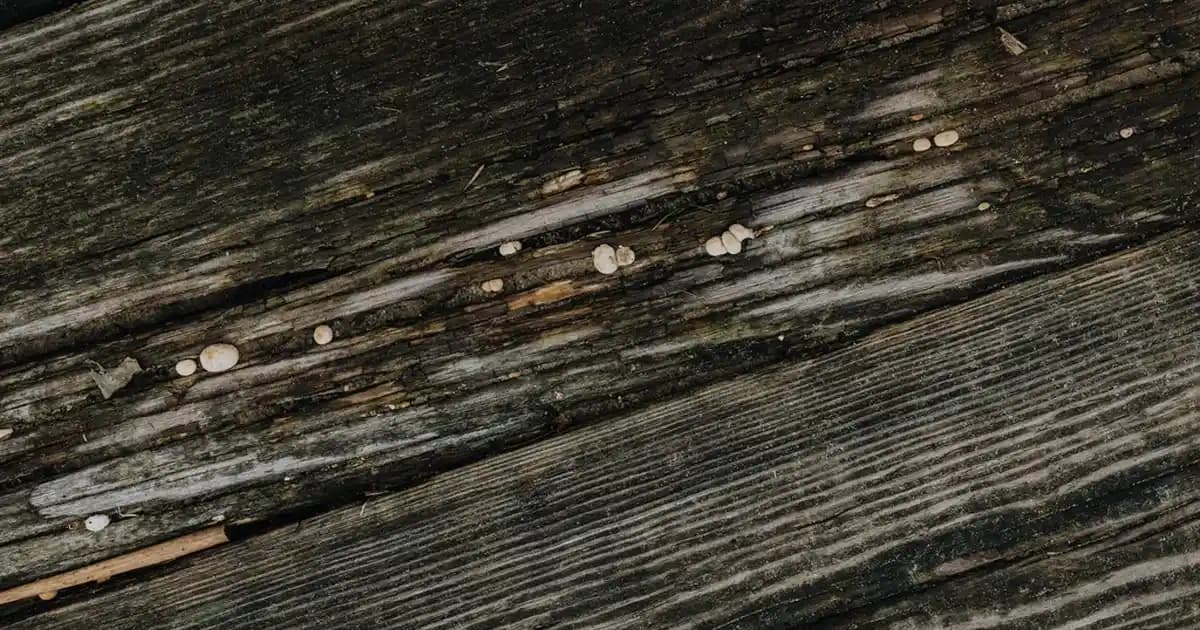 İç Dudak Kararması Nedenleri ve Sağlıklı Dudaklar İçin Etkili Çözüm Yöntemleri