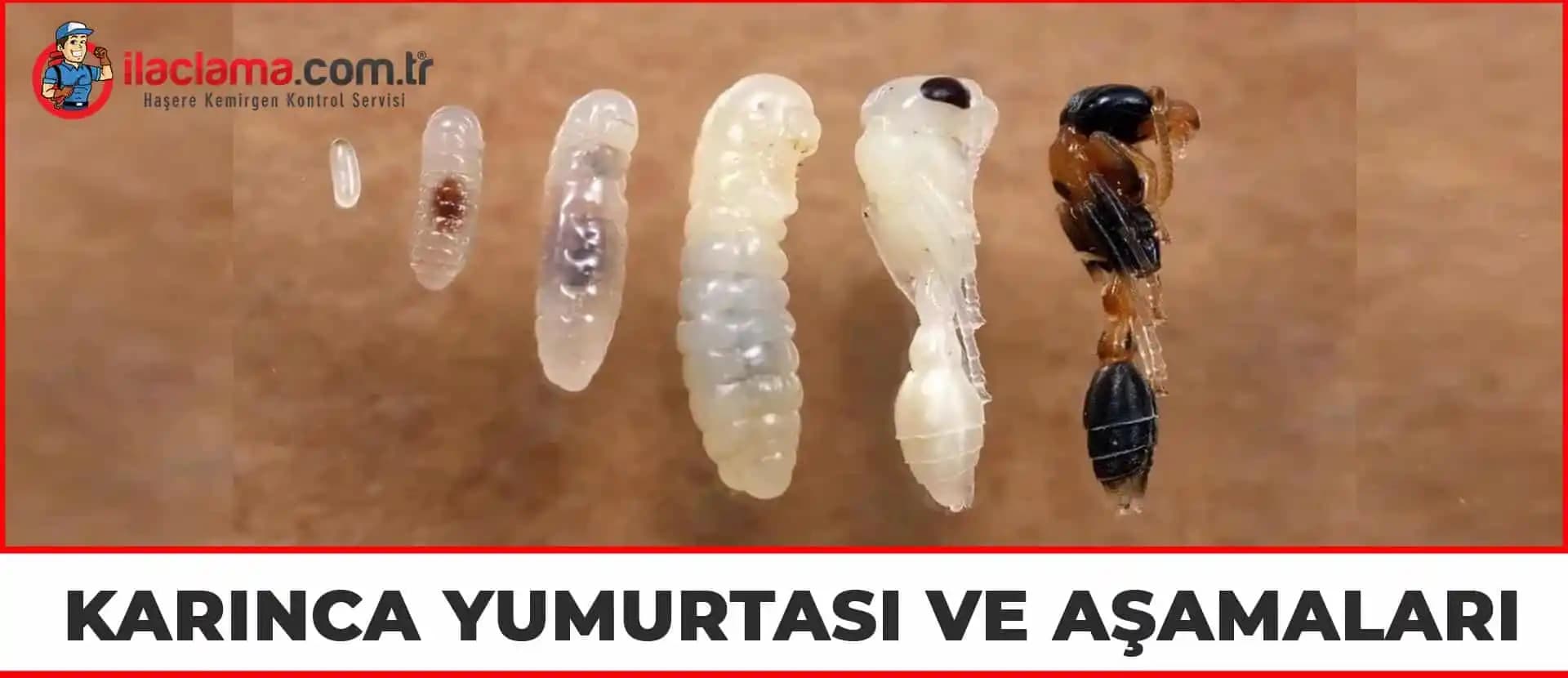 Karınca Yumurtası ile Doğal Kozmetikte Yeni Trend ve Cilt Bakım Fırsatları