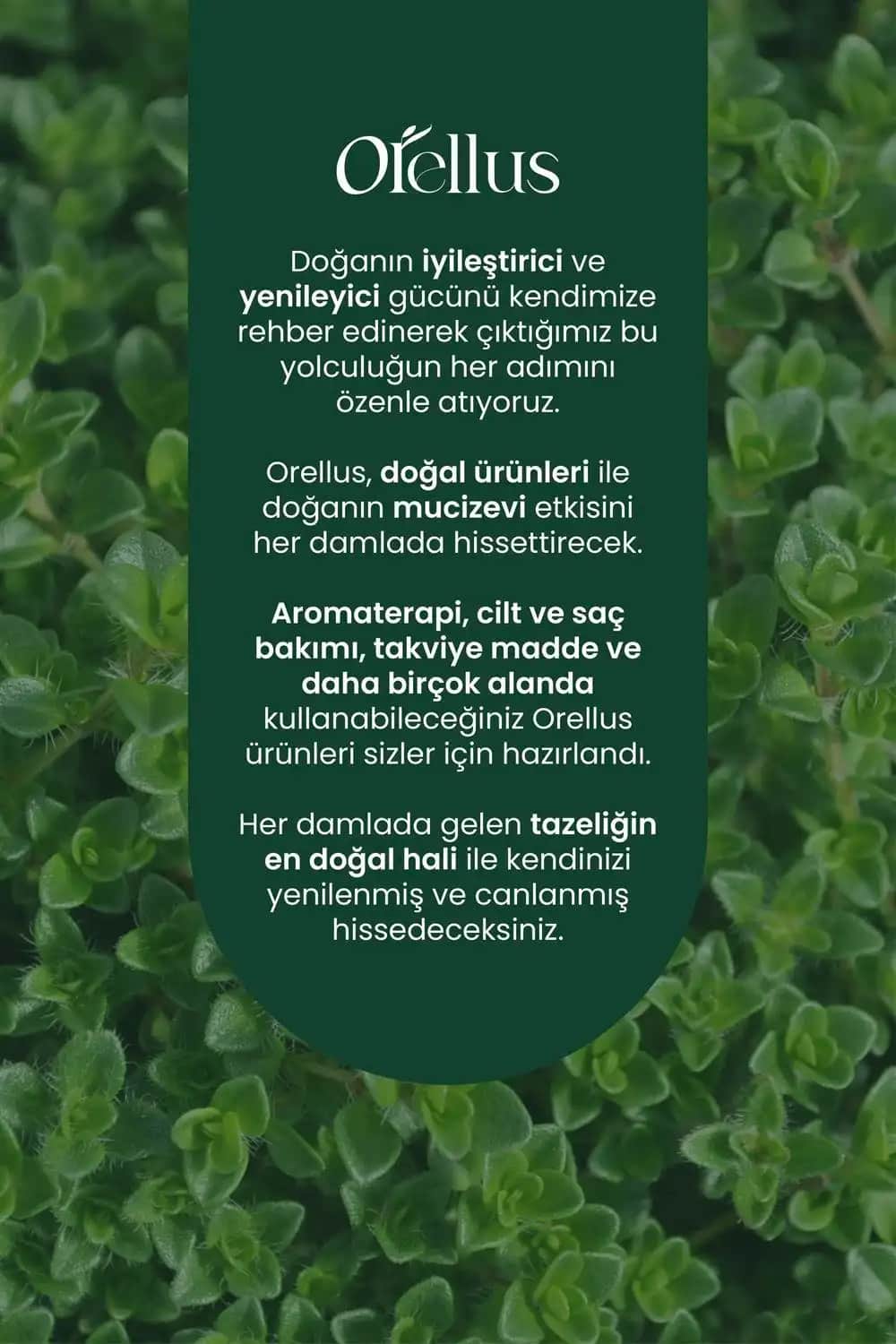 Kekik Yağı ve Cilt Bakımında Doğru Kullanım Yöntemleri ve Dikkat Edilmesi Gerekenler