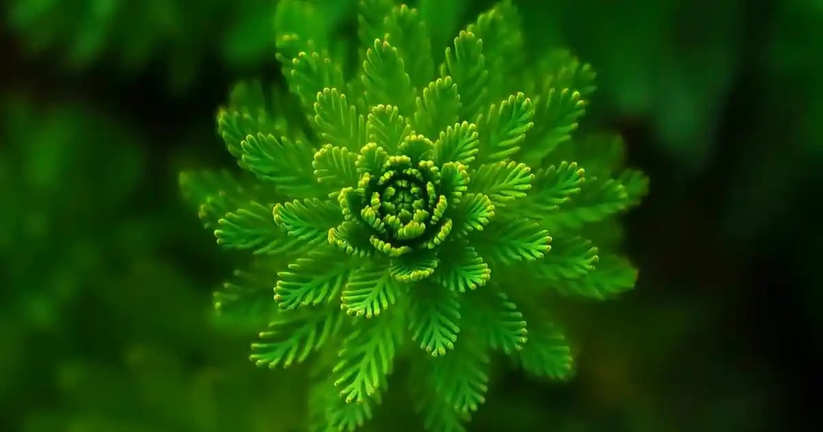 Kolajen Takviyelerinde Toz mu Hap mı Daha Avantajlı Kullanım ve Etki Açısından Değerlendirme