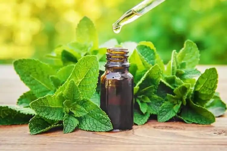 Kuru naneden doğal nane yağı yapımı ve kullanım alanları hakkında kapsamlı rehber