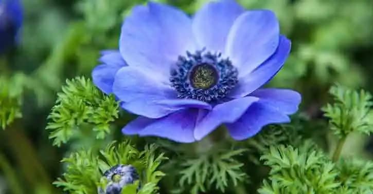 Mavi Anemon Yağı: Doğal Güzellik ve Cilt Sağlığı İçin Neden Tercih Edilmeli