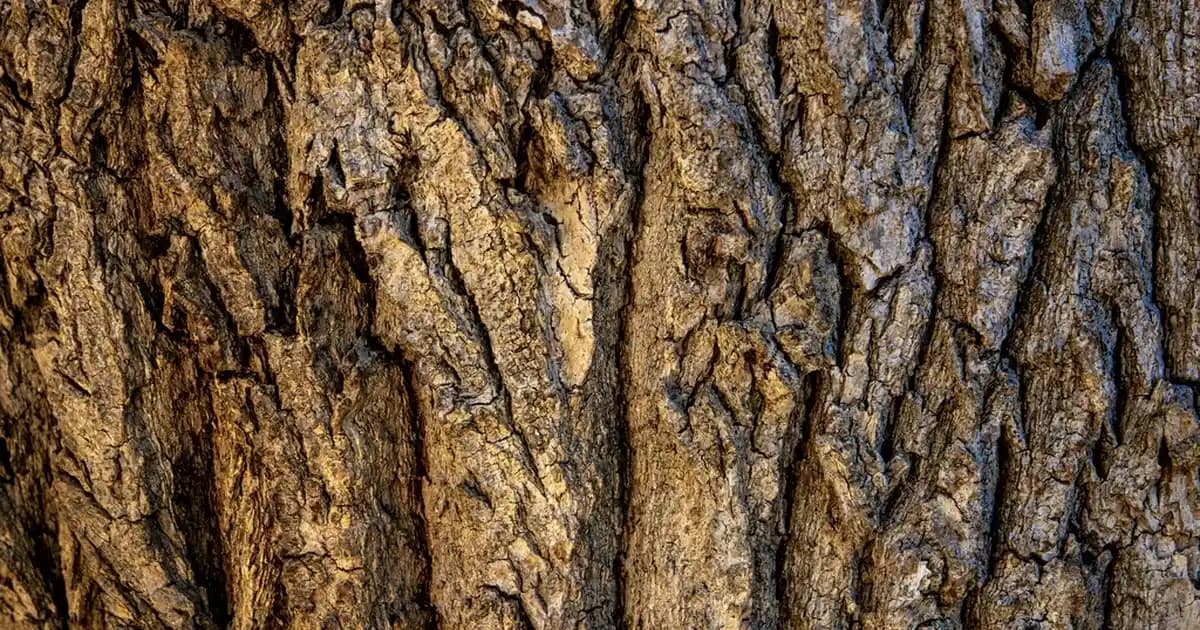 Niacinamide Kullanım Zamanı: Sabah mı Akşam mı En Uygun Cilt Bakımı Yöntemi