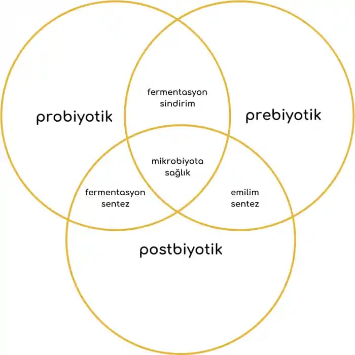 Postbiyotik Nedir Cilt ve Bağırsak Sağlığında Yeni Bir Dönem Başlatan Doğal Bileşikler