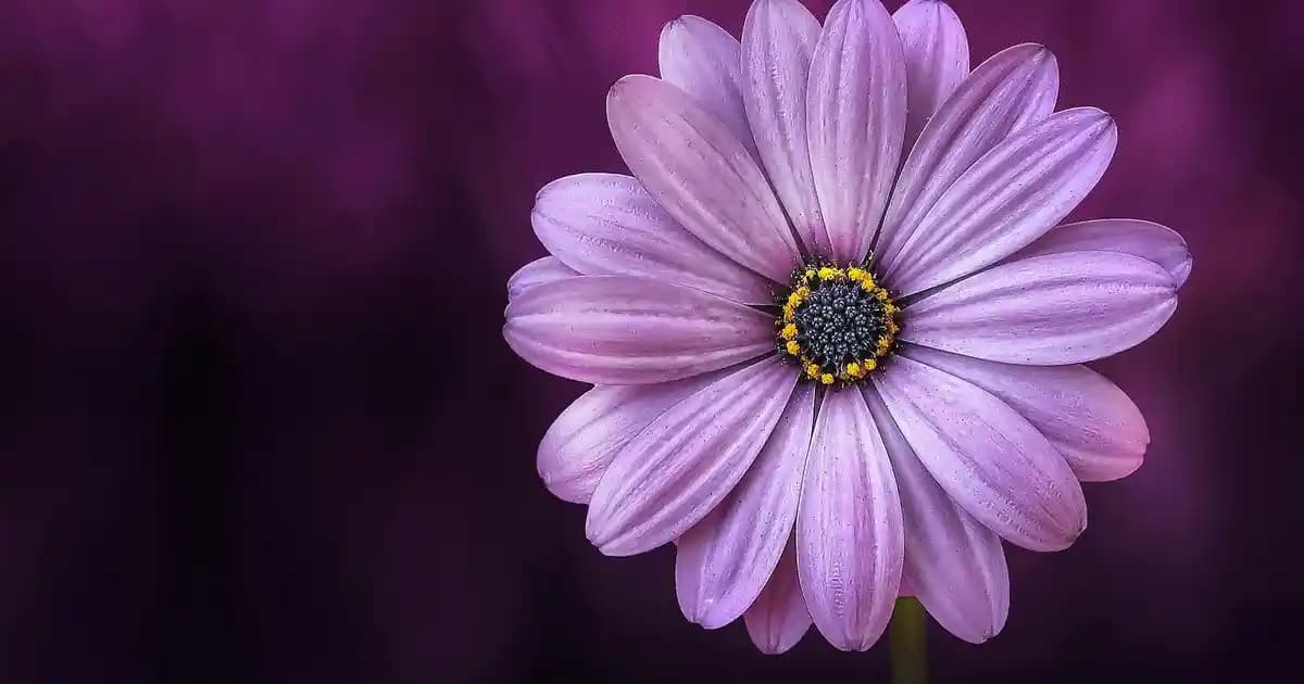 Simli Saç Modelleri ile Işıltılı ve Çekici Bir Görünüm Yaratma Rehberi