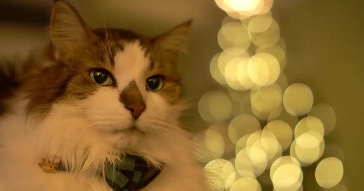 The Purest Markasıyla Kozmetikte Saflık ve Doğallığın Önemi ve Sektördeki Yeri