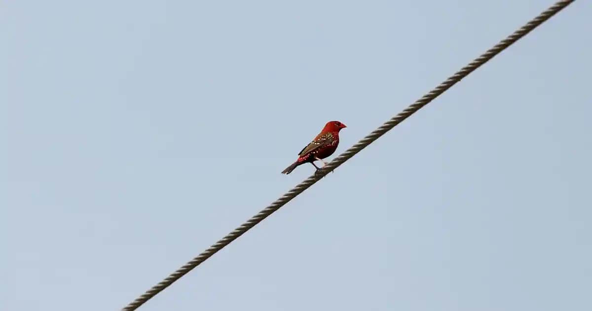 Uzun Saç Bakımı İçin Temel İlkeler ve Doğal Çözümler Rehberi
