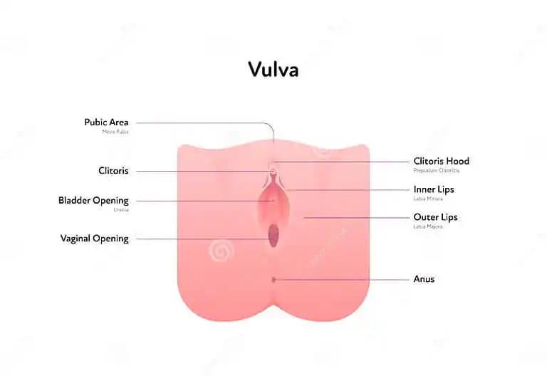 Vulva Renkleri ve Kadın Sağlığında Doğal Çeşitliliğin Önemi