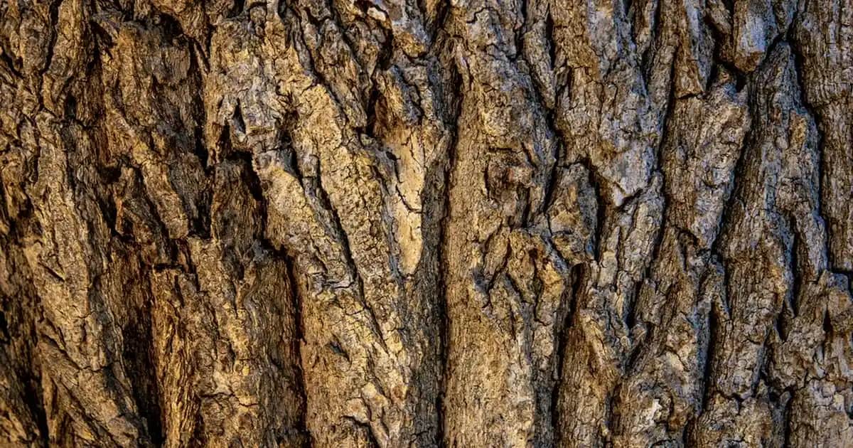 Yağlanan Saçların Saç Dökülmesine Etkisi ve Doğru Bakım Yöntemleri