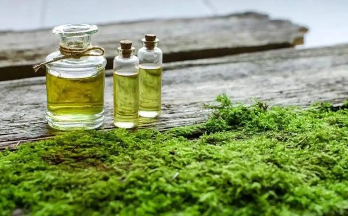 Yosun Yağı ve Kozmetikteki Gücü: Doğal İçeriklerle Güzellik ve Sağlık