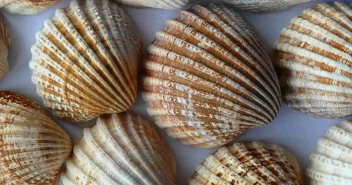 Yüzde Alerjik Egzama Belirtileri Nedenleri ve Etkili Tedavi Seçenekleri