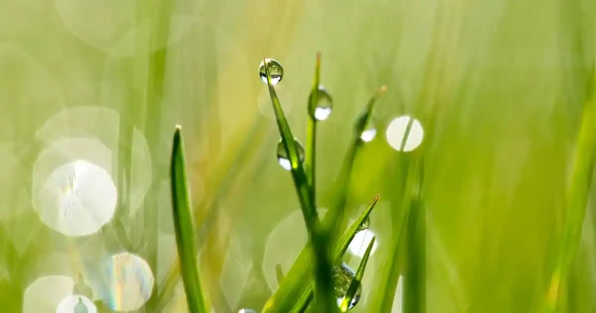 Estée Lauder Maskara Ürünleri ve Arama Sonuçlarındaki Tıbbi İçerik İncelemesi