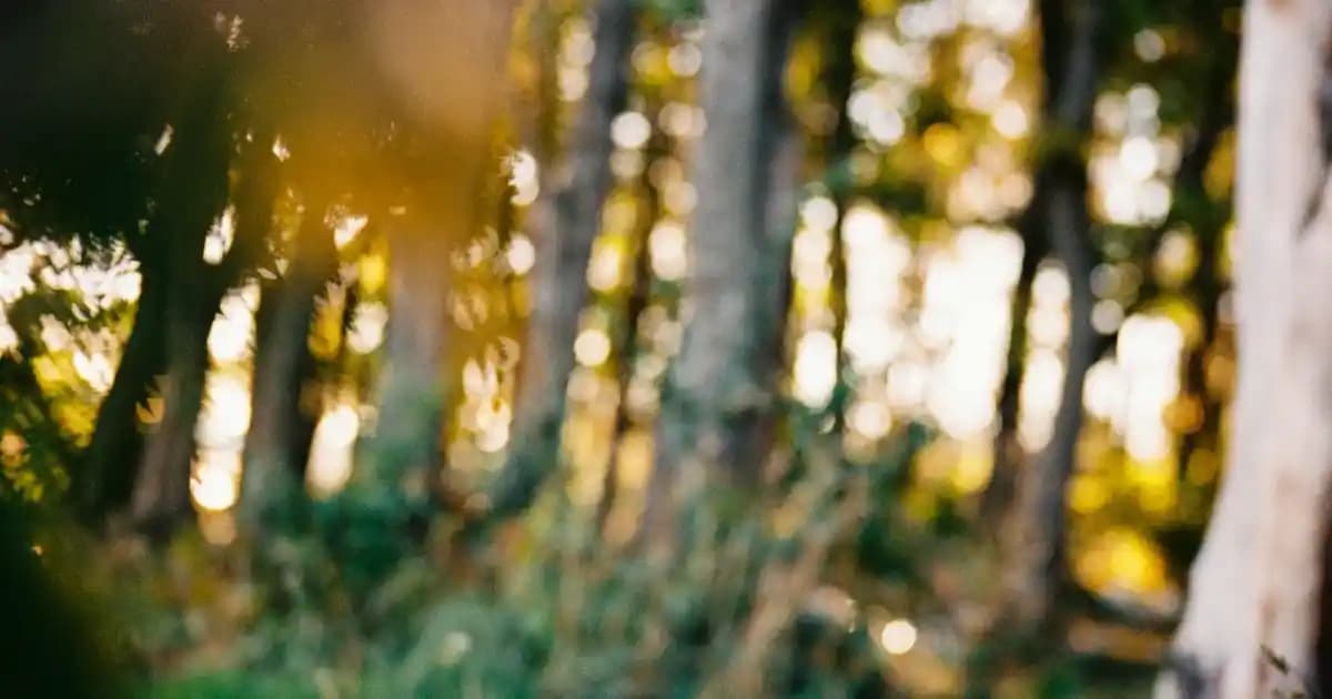 En Güzel Kokulu Deodorant Seçenekleri ve Kalıcılık Özellikleri Hakkında Bilgiler