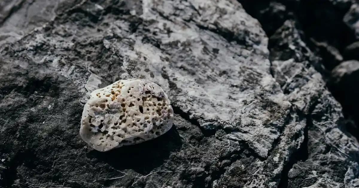 En İyi İç Dış Parazit İlacı Seçimi ve Güvenli Kullanım Kılavuzu