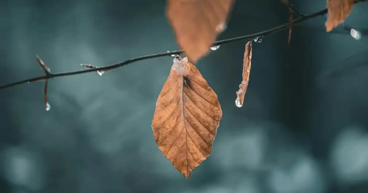 Kalıcı Kokulu Vücut Losyonları: Günlük Bakımda Etkili ve Uzun Süreli Koku Sağlayan Ürünler