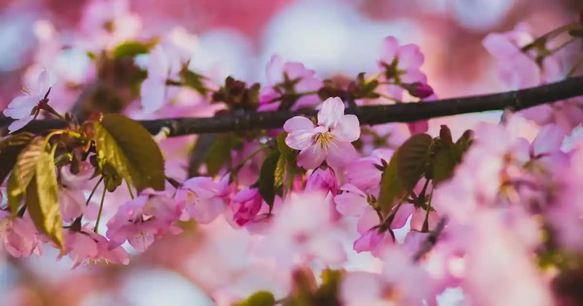 Pastel Ruj ve Lip Gloss Trendleri: Doğal ve Çekici Güzelliğin Simgesi