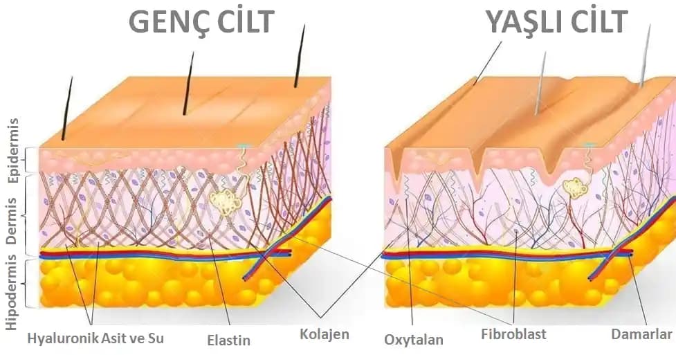Yaşlanma ve Cilt Bakımı: Temel Nedenler, Etkiler ve Gerçekçi Yaklaşımlar