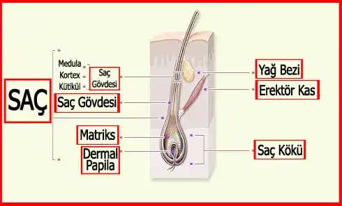 Saçın Su ve Molekülleri Emilme Kapasitesi: Yapısal Gerçekler ve Bakım Yaklaşımları