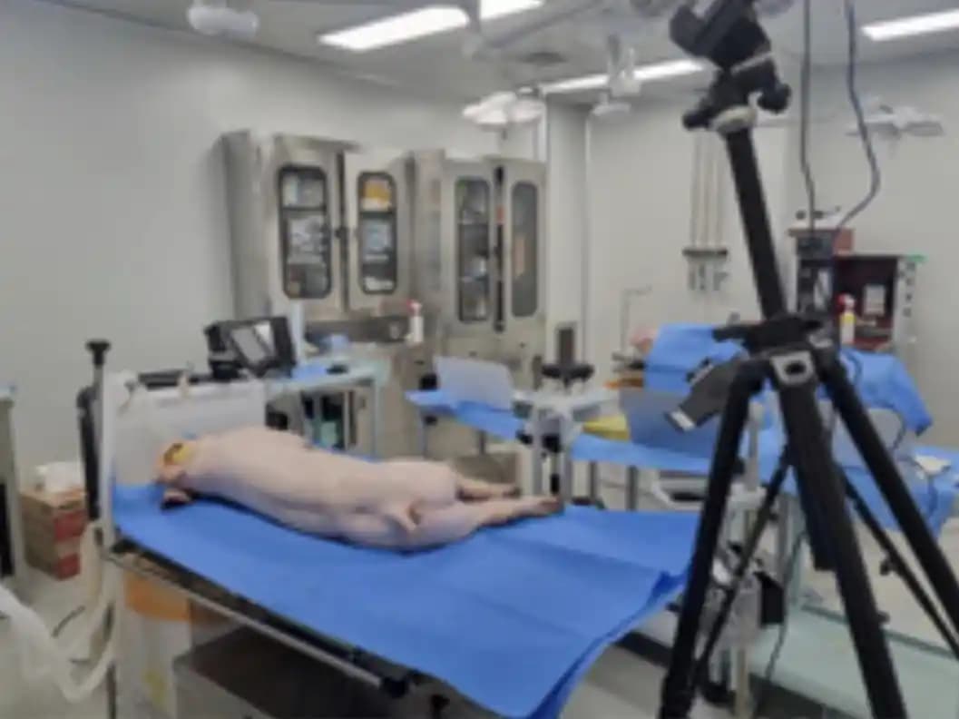 XERF Cihazının Domuzlar Üzerinde Test Edilmesi ve Hayvan Deneyleri Etik Tartışmaları