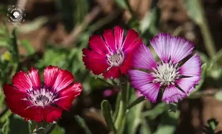 Çiçeklerin Anlamı ve Kozmetik Dünyasındaki Yeri: Doğal Güzellik ve Semboller