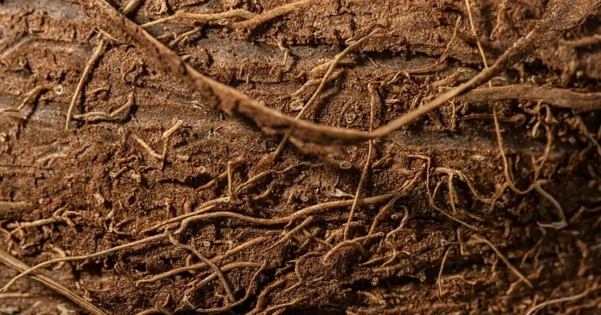 Doğal Parlak Cilt İçin Fondöten Seçimi ve Uygulama İpuçları