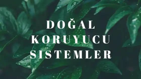 Doğal Ter Koruyucuları ve İçeriklerinin Cilt Sağlığına Faydaları