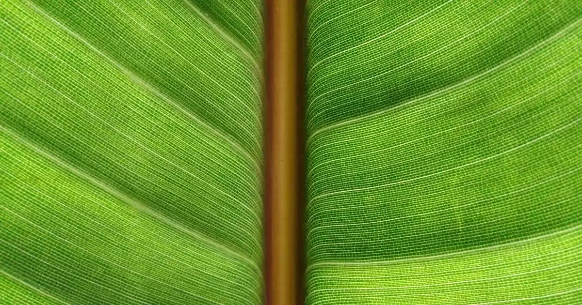 Ducray Cilt Kremi Kullanımı ve Uygulama Yöntemleri Hakkında Bilgi