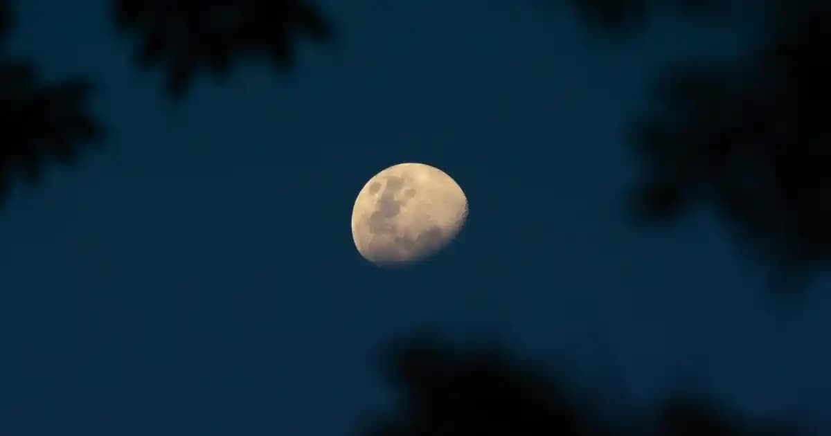 Kadınlar İçin Floral Romantik Parfümler: Doğal ve Kalıcı Koku Seçenekleri