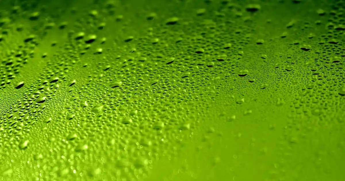 Avon Parfümlerinde Koku Deneyimi ve Kalıcılık Özellikleri Analizi