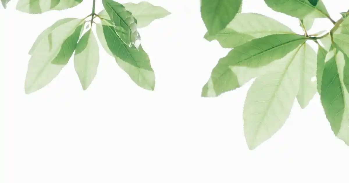 Güçlü Yapıya Sahip Kozmetik Saç Ürünleri: Dayanıklılık ve Şekil Kontrolü İçin Rehber