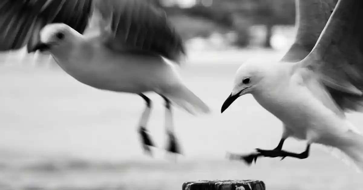 Hindistan Cevizi Şampuanları: Doğal ve Yenilikçi Saç Bakımında Yeni Bir Dönem