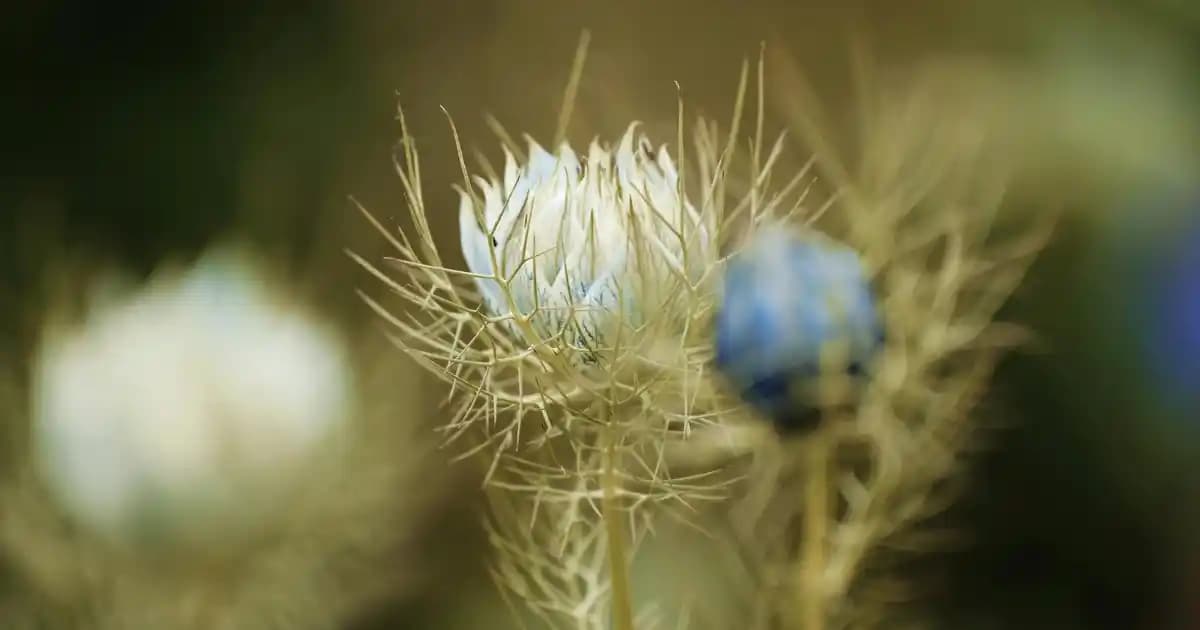 Makyaj Süngeri Seçiminde Müjgan 3'lü ve Nascita Pro Karşılaştırması