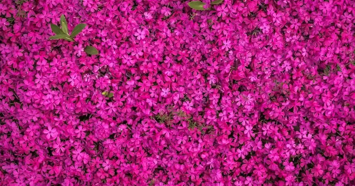 Saç Derisi İçin Güvenilir Şampuan Seçimi ve Saç Sağlığına Etkileri