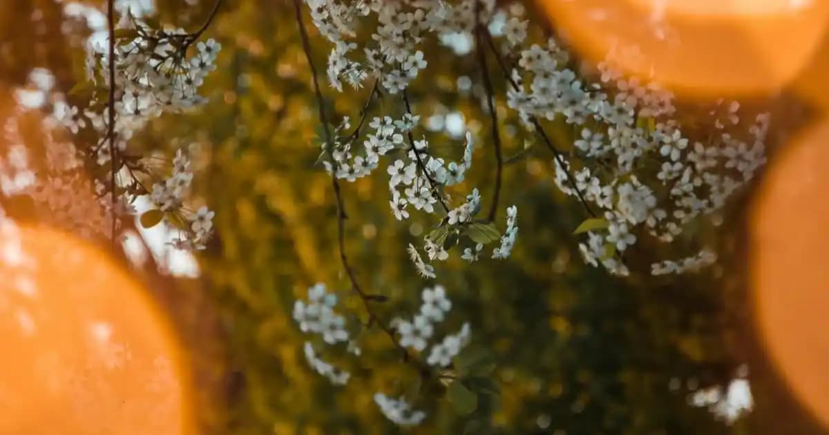 Vichy Dercos Şampuanlarının Özellikleri ve Fiyatlandırma Durumu Hakkında Kapsamlı Bilgi