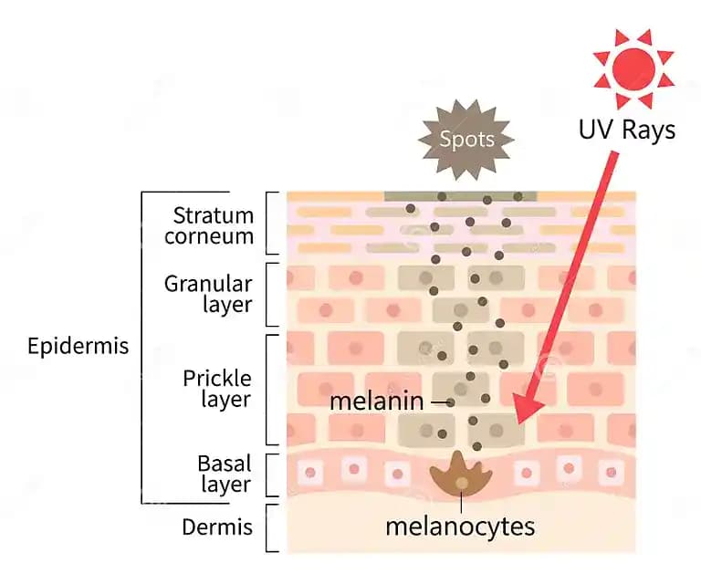 Melaninli Ciltlerde Yaşlanma ve Cilt Bakımı: Bilimsel ve Pratik Yaklaşımlar