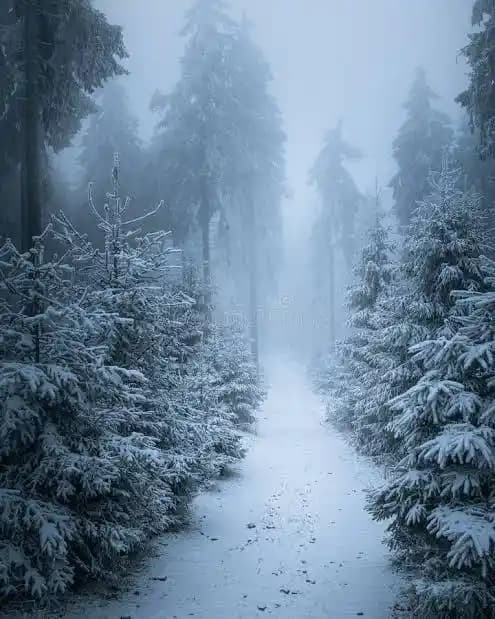 Orman ve Çam Ağacı Kokusu Arayanlar İçin Feminen Parfüm Önerileri ve Kalıcılık Analizi