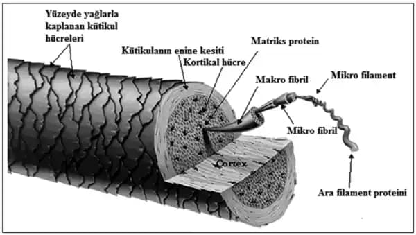 Saç Telinde Kısmi Grileşmenin Nedenleri ve Bilimsel Açıklaması