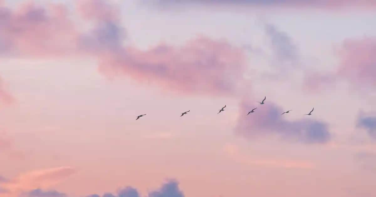 Bioblas 1000 ml Şampuan: Saç Sağlığını Koruyan Doğal ve Ekonomik Çözüm