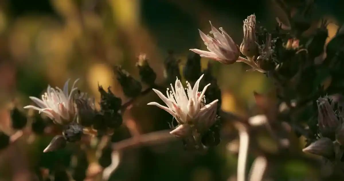 2025'te Bioxcin Mor Şampuan ile Saç Dökülmesine Son Verin