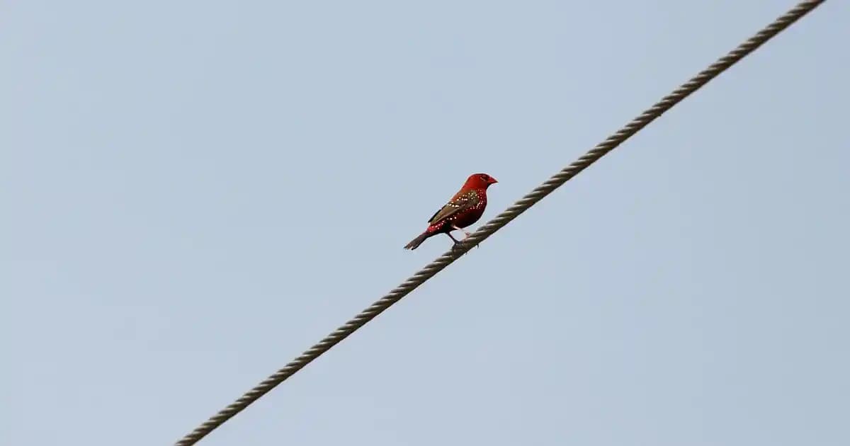 Farmasi Maskara Çeşitleri ve Özellikleriyle Gözlere Güç Katıyor