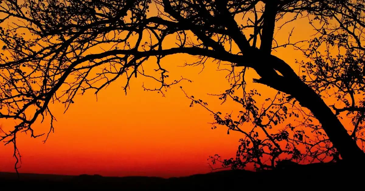 2025'te Jojoba Yağı ile Doğal Güzellik Sırlarını Keşfedin