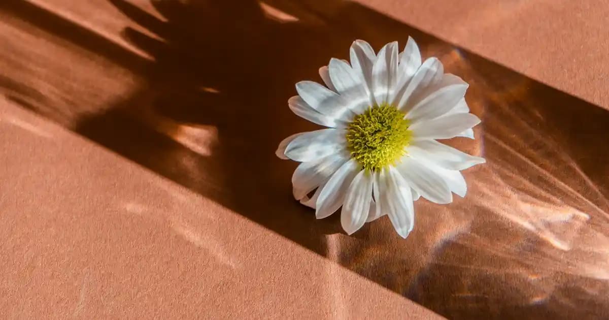 Koleston 77/44 Profesyonel Saç Boyası Renkleri ve Kullanım İpuçları